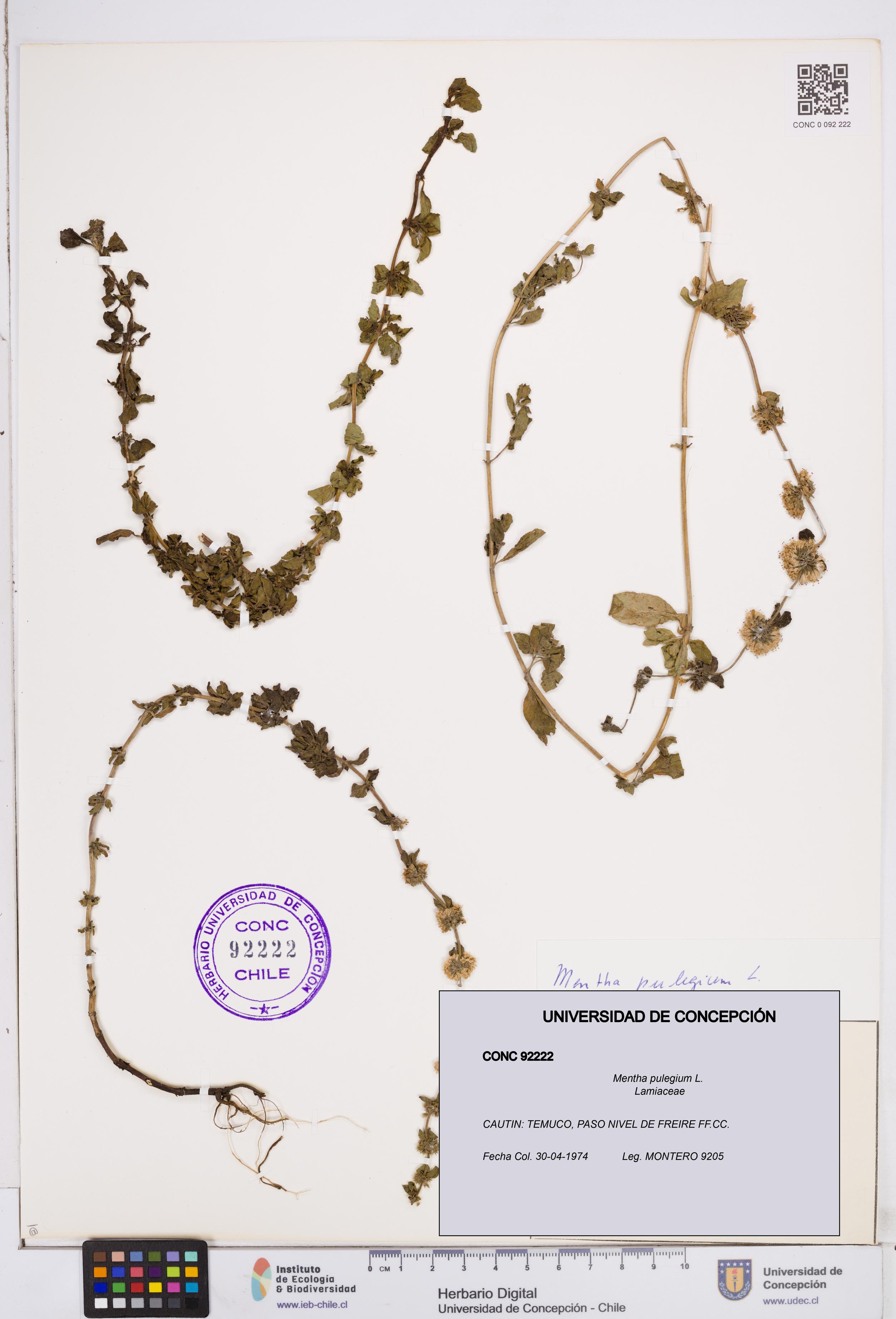 Mentha pulegium [Espécimen: ]