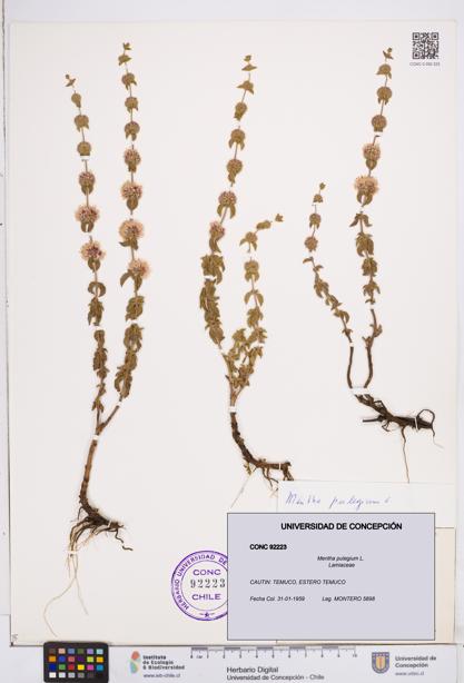 Mentha pulegium [Espécimen: ]