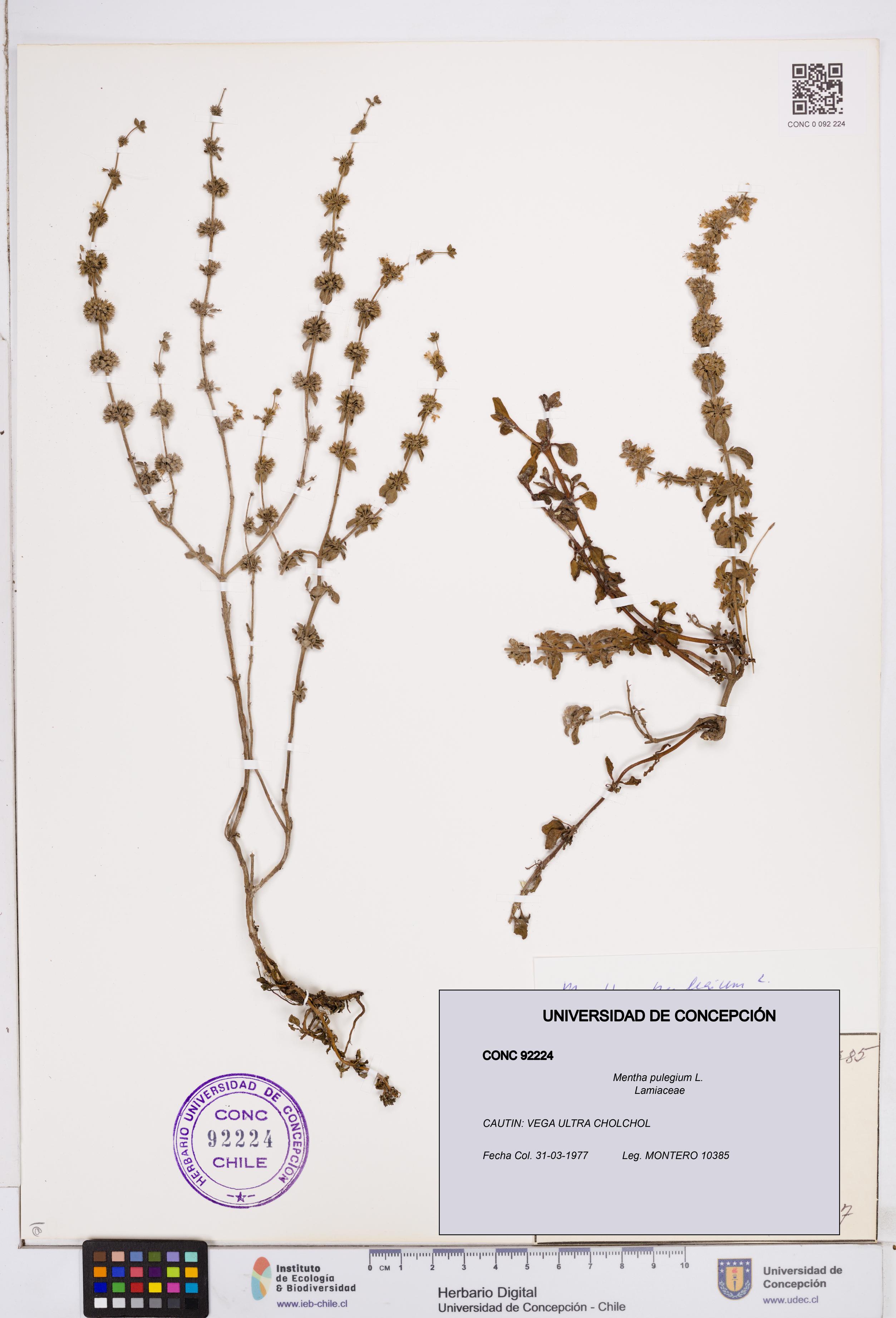 Mentha pulegium [Espécimen: ]