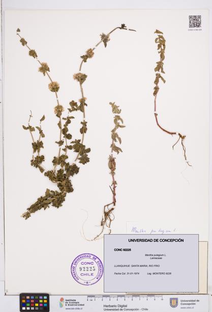 Mentha pulegium [Espécimen: ]