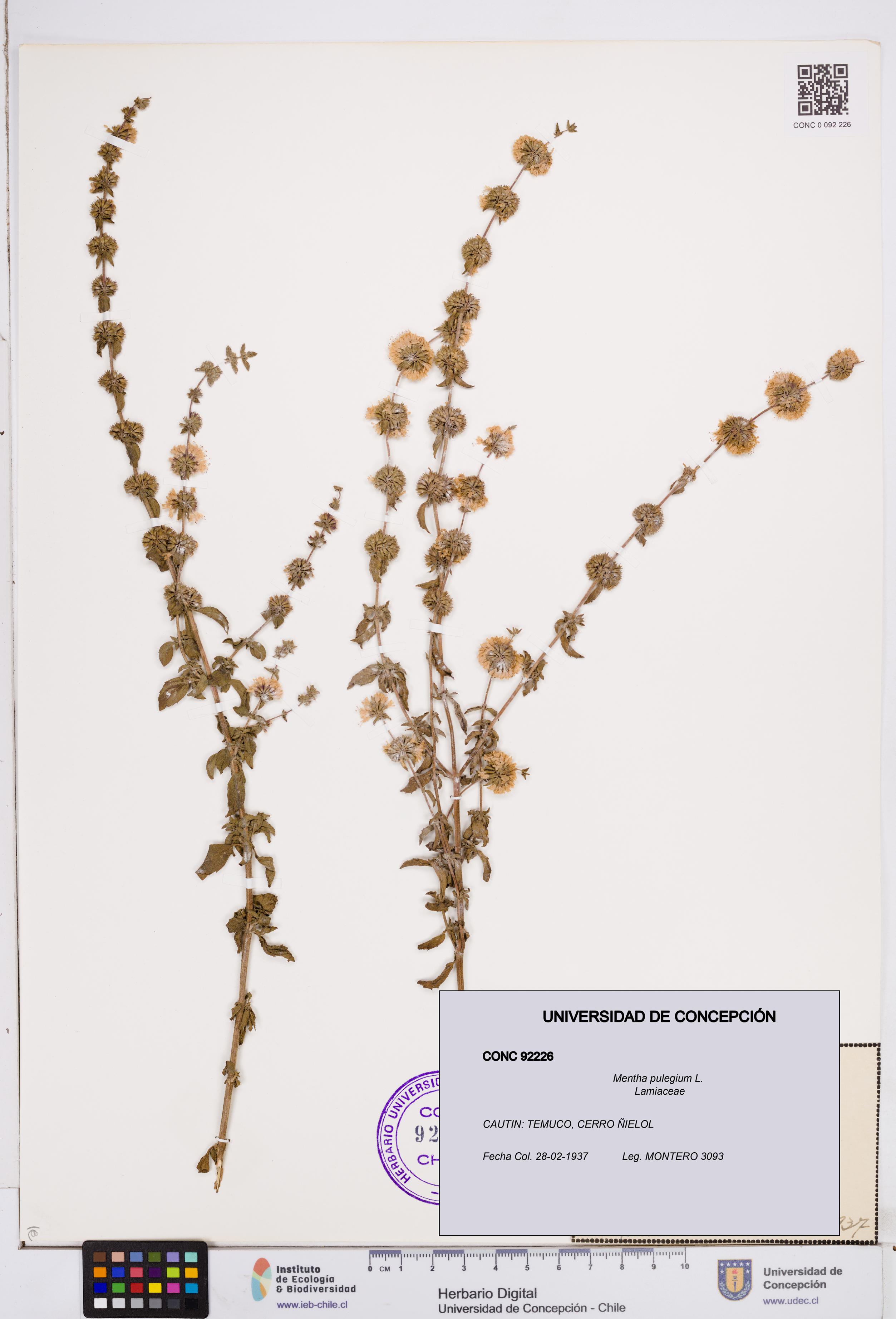 Mentha pulegium [Espécimen: ]