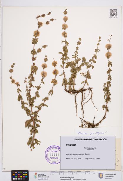 Mentha pulegium [Espécimen: ]