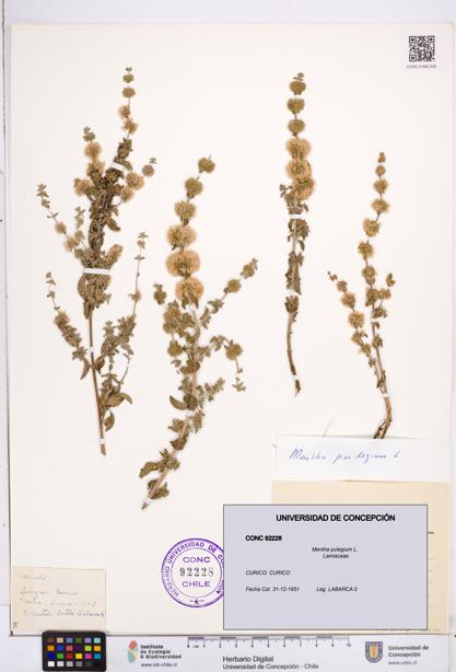 Mentha pulegium [Espécimen: ]