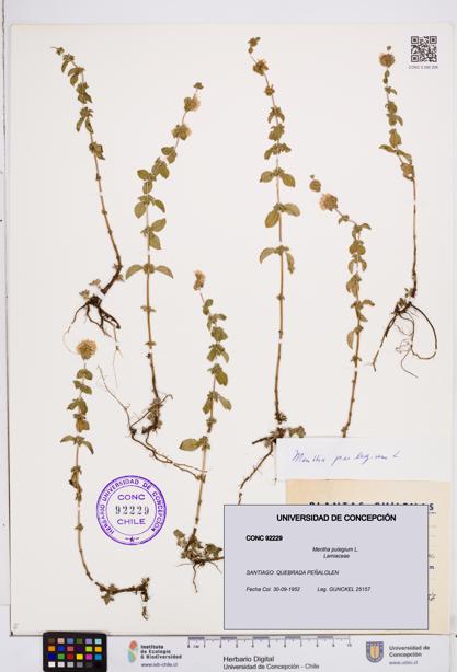 Mentha pulegium [Espécimen: ]