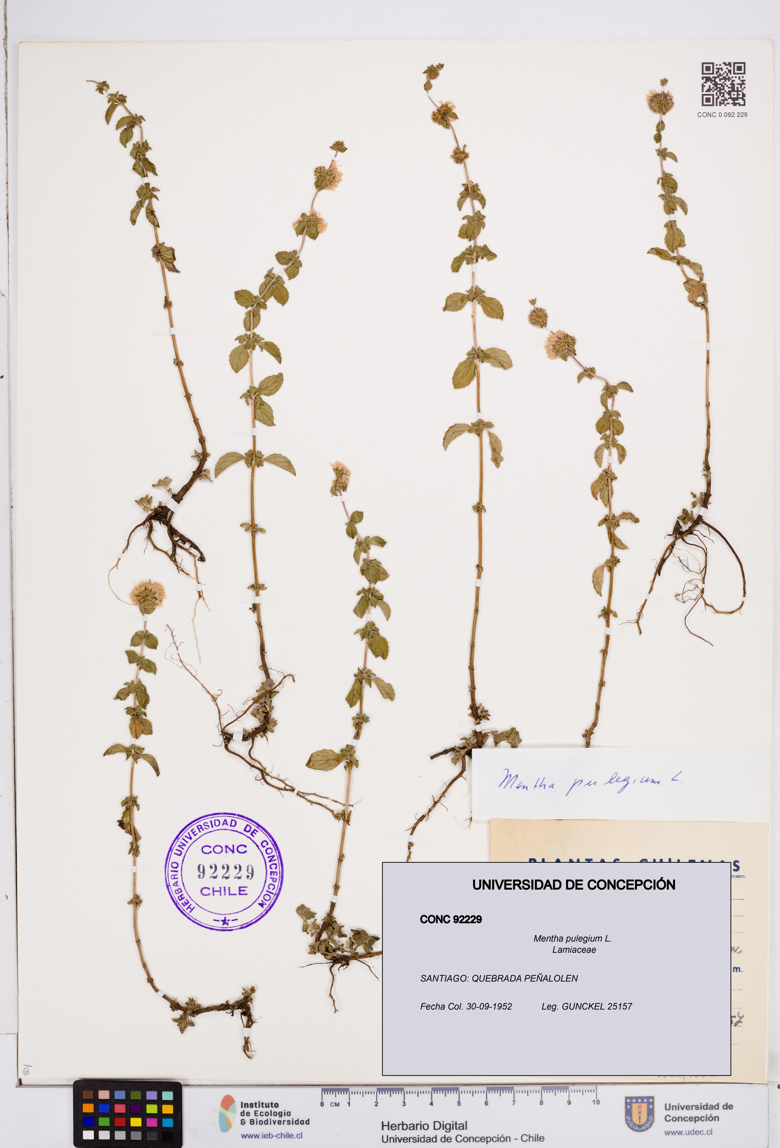 Mentha pulegium [Espécimen: ]
