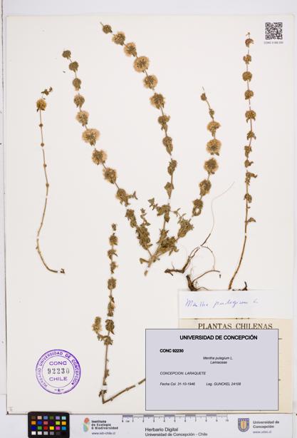 Mentha pulegium [Espécimen: ]