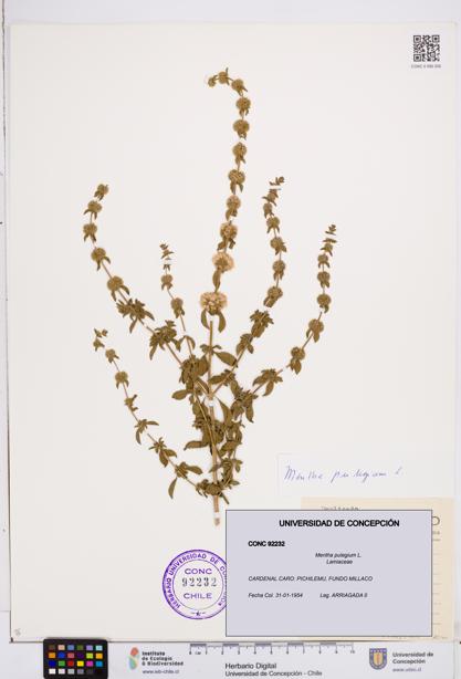 Mentha pulegium [Espécimen: ]