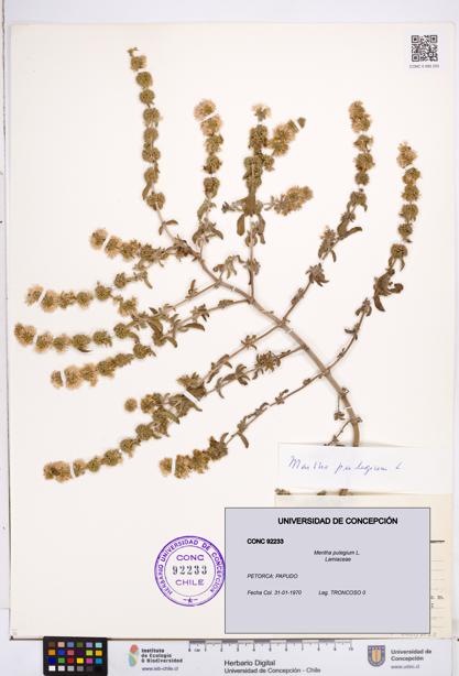 Mentha pulegium [Espécimen: ]