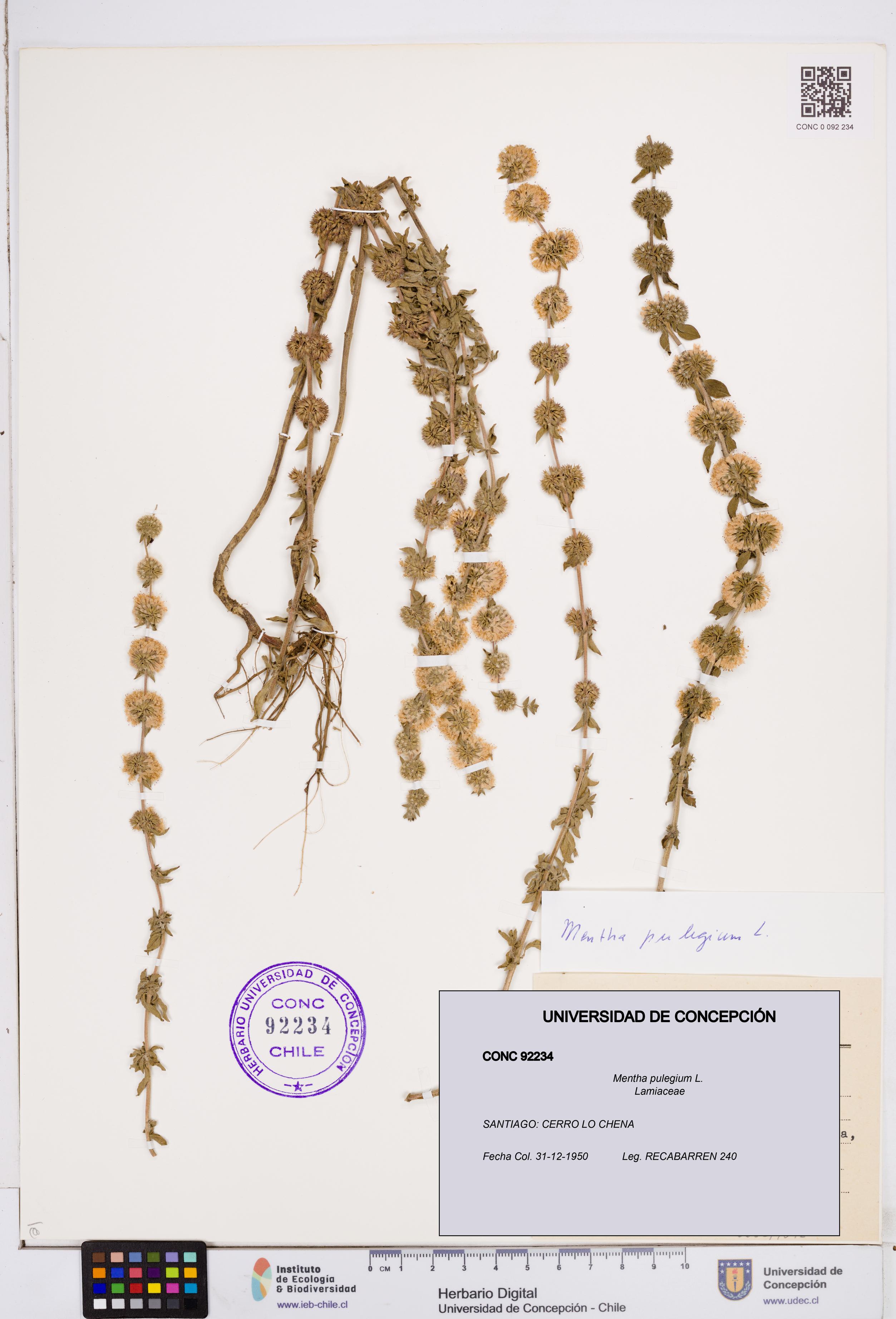 Mentha pulegium [Espécimen: ]