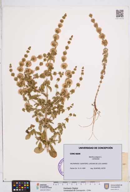 Mentha pulegium [Espécimen: ]