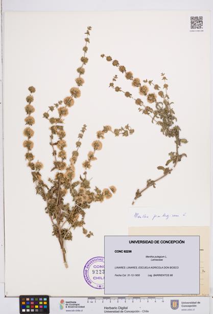 Mentha pulegium [Espécimen: ]