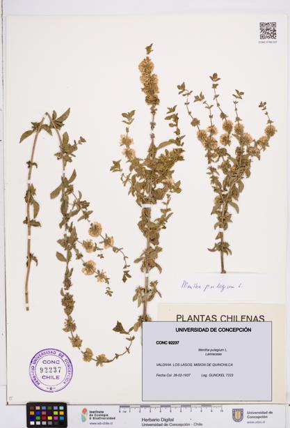 Mentha pulegium [Espécimen: ]