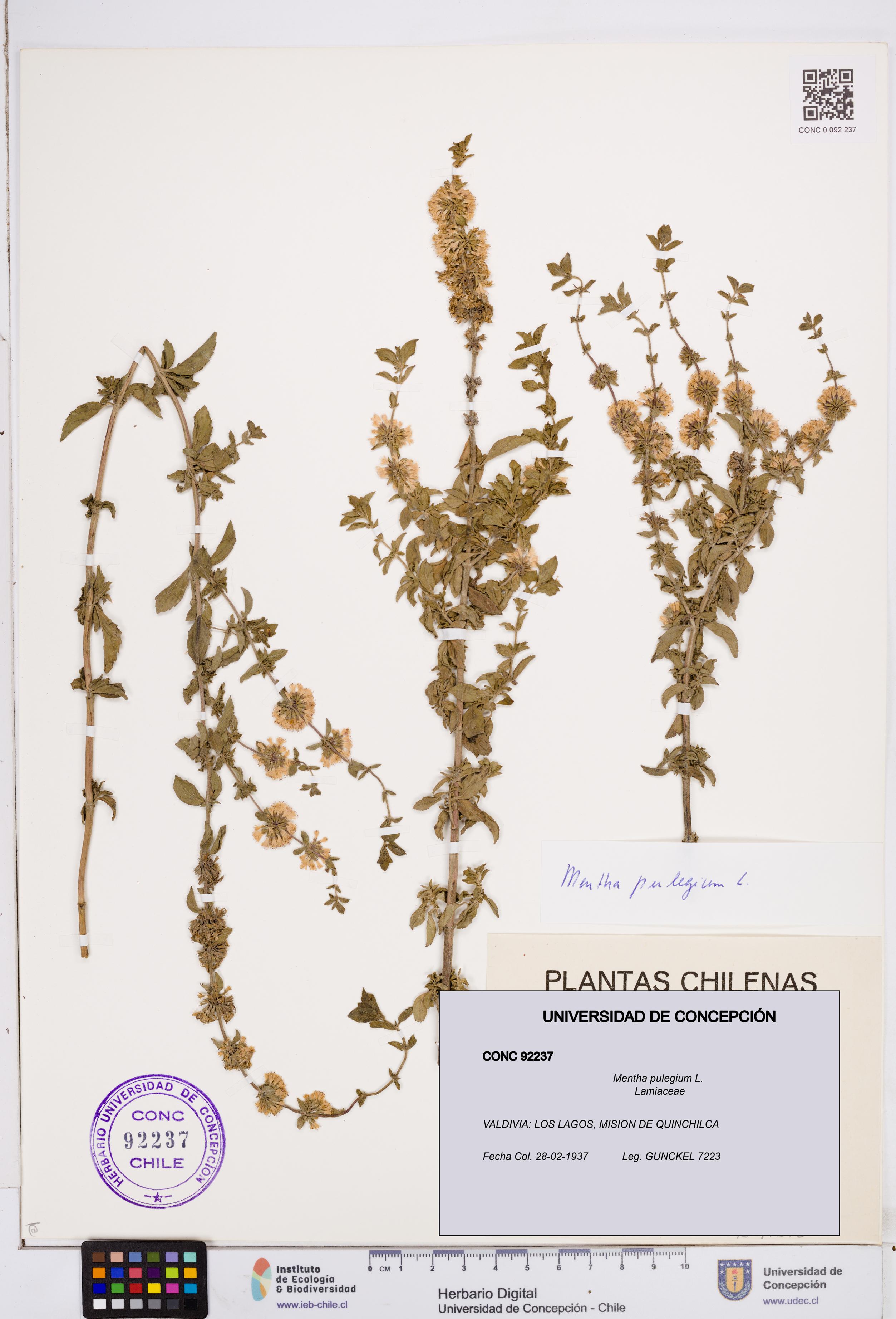 Mentha pulegium [Espécimen: ]