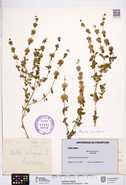 Mentha pulegium [Espécimen: ]