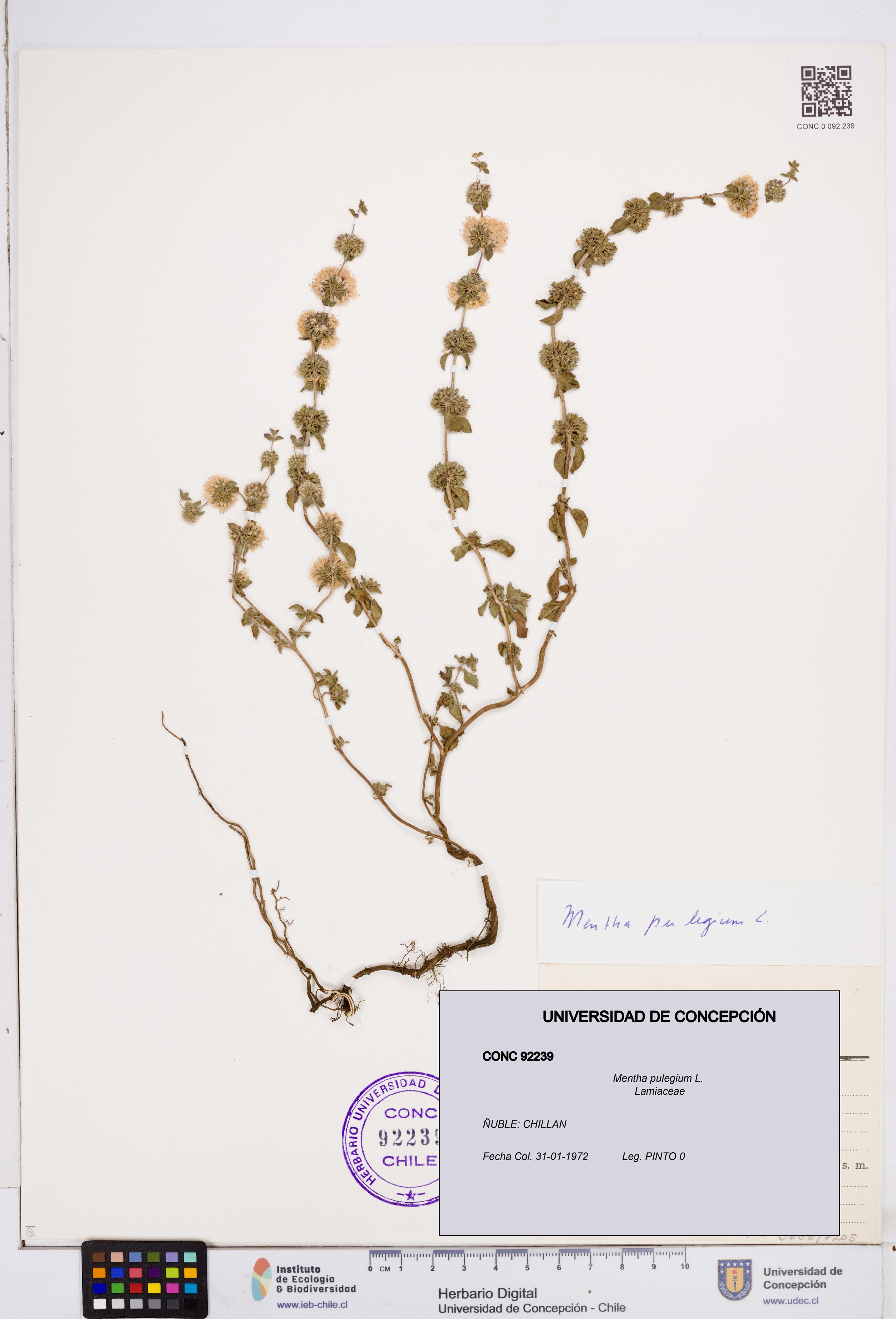 Mentha pulegium [Espécimen: ]