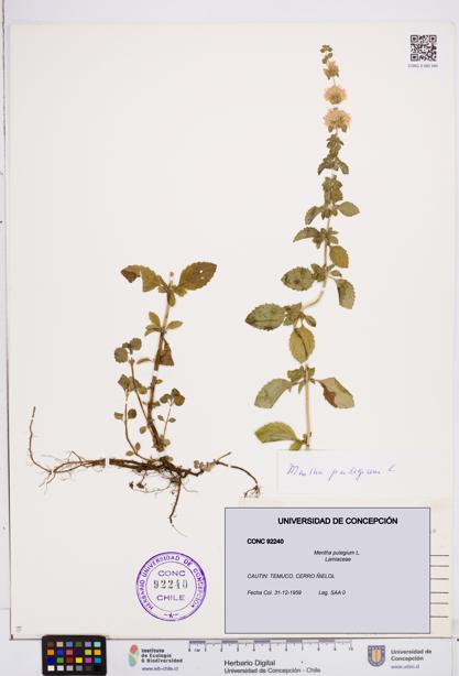 Mentha pulegium [Espécimen: ]