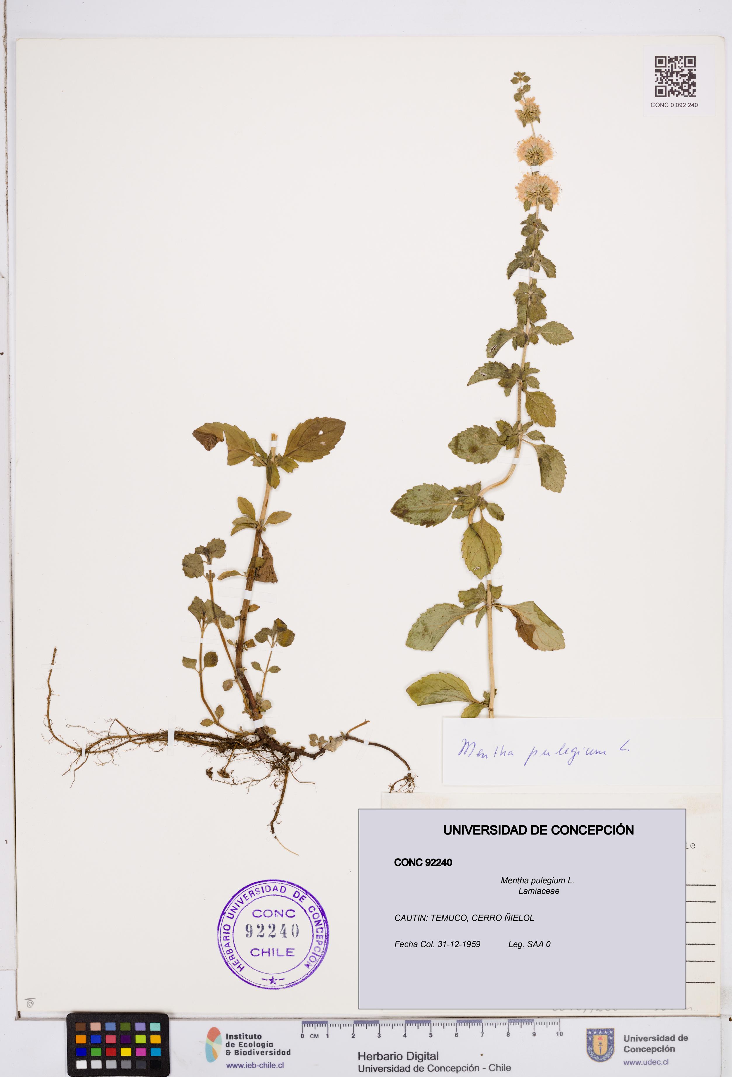 Mentha pulegium [Espécimen: ]