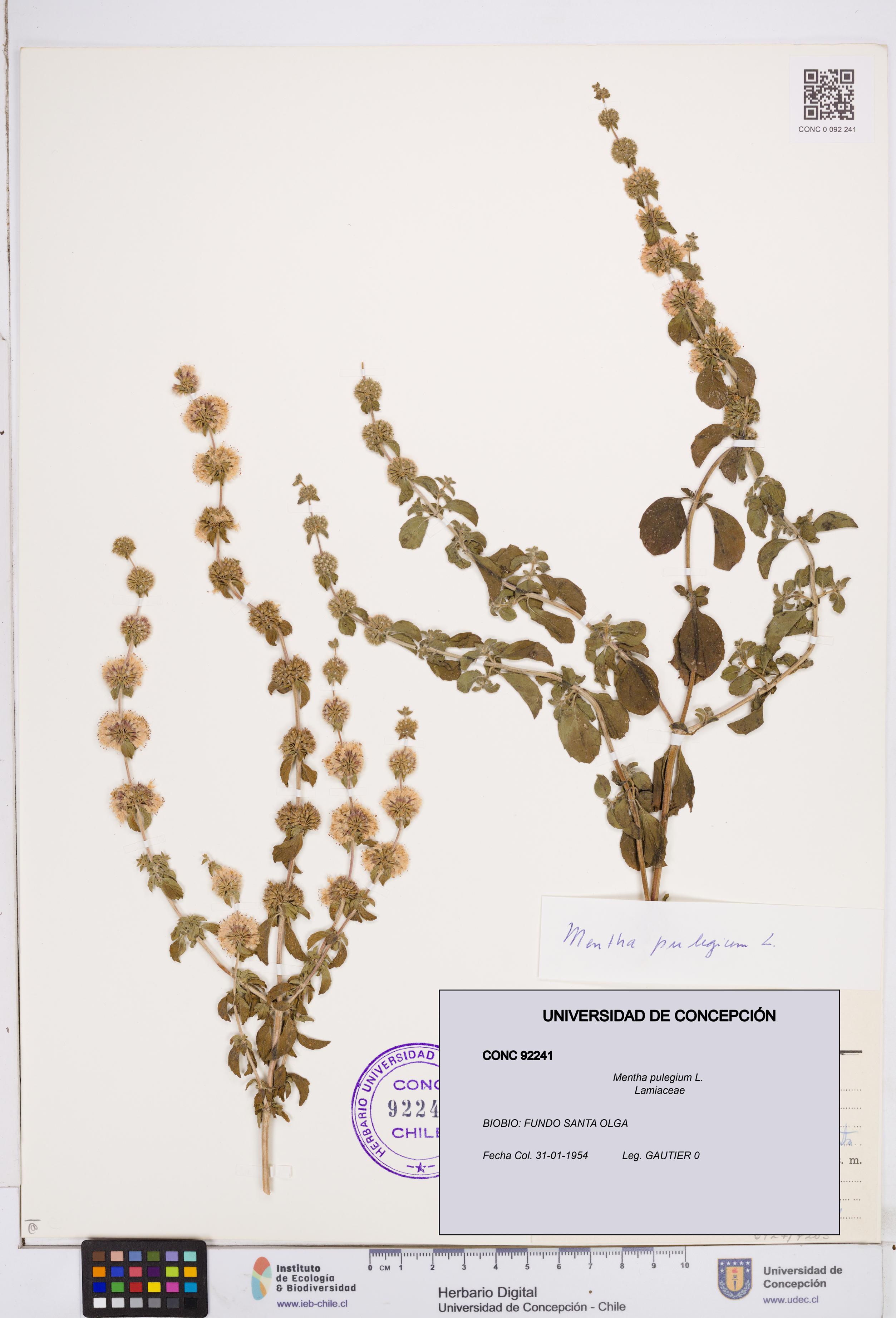 Mentha pulegium [Espécimen: ]