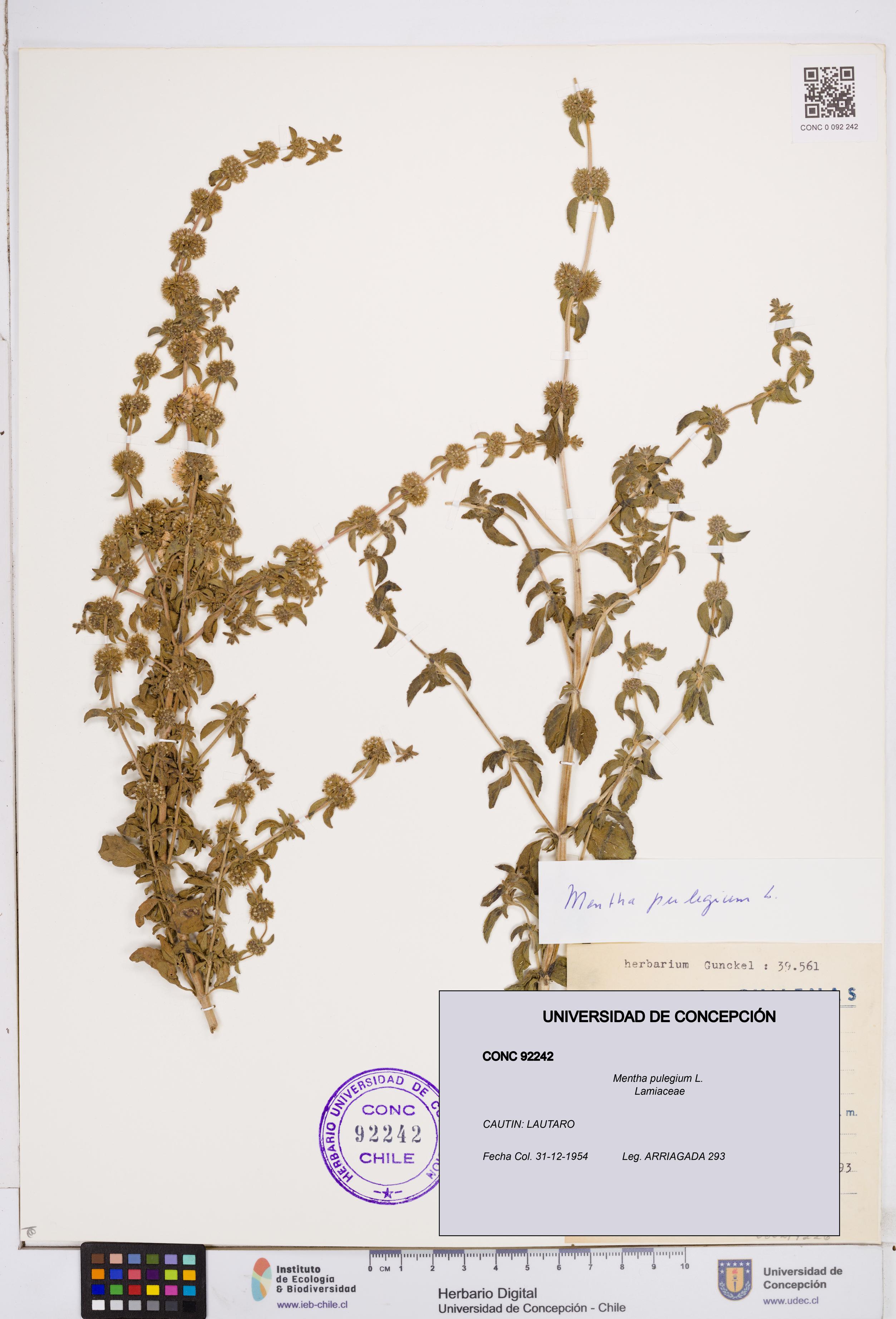 Mentha pulegium [Espécimen: ]