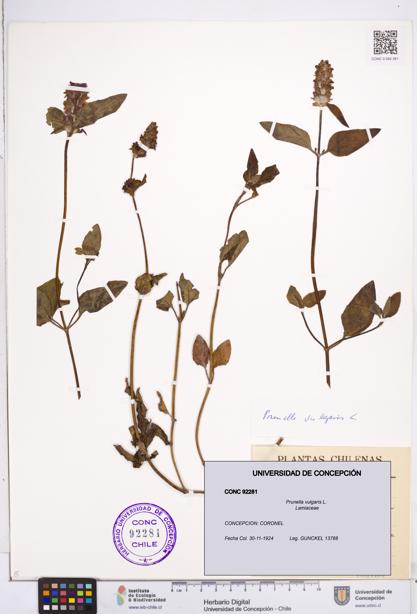 Prunella vulgaris [Espécimen: ]