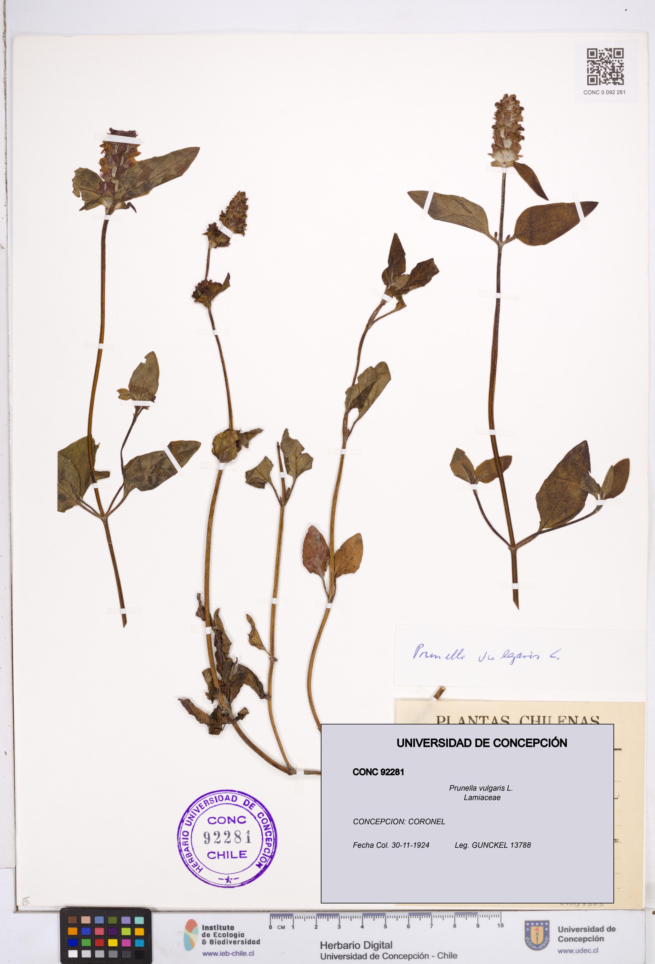 Prunella vulgaris [Espécimen: ]
