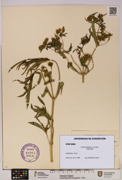 Flaveria bidentis [Espécimen: UDEC:CONC:0092284]