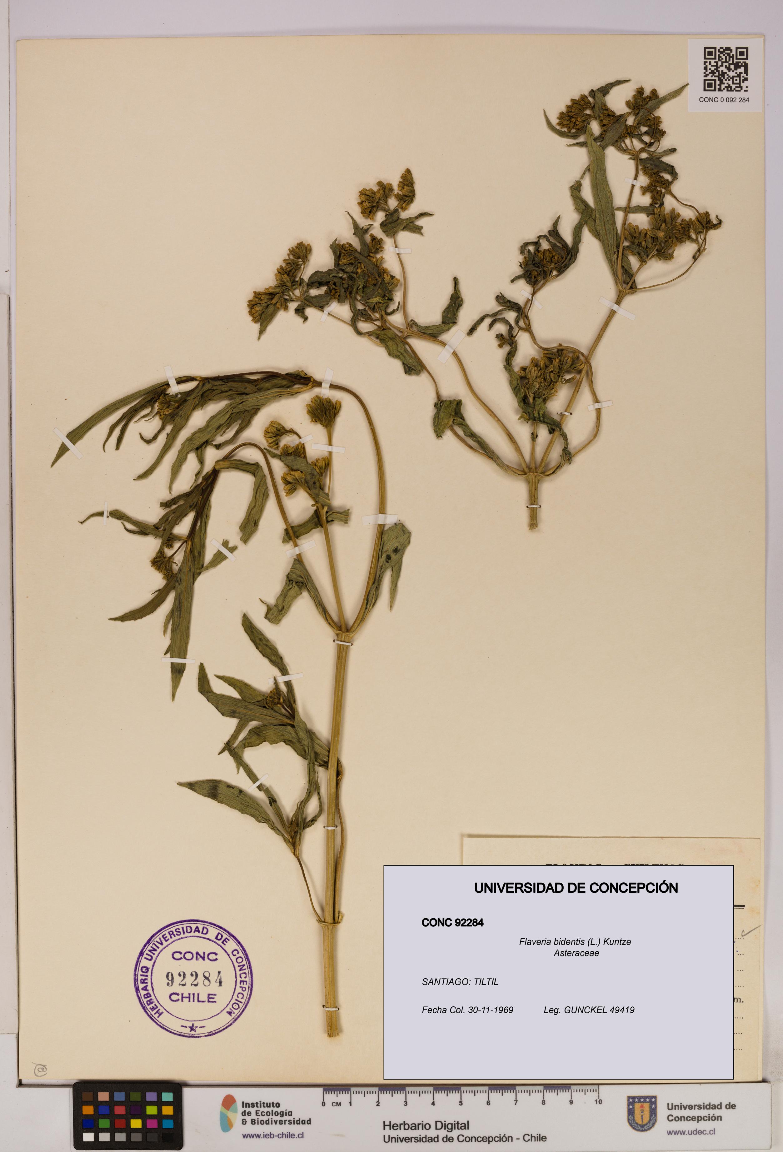 Flaveria bidentis [Espécimen: UDEC:CONC:0092284]