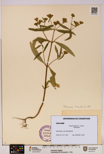 Flaveria bidentis [Espécimen: UDEC:CONC:0092286]