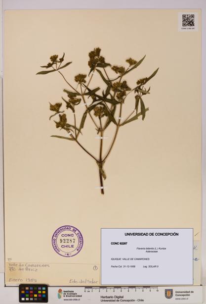 Flaveria bidentis [Espécimen: UDEC:CONC:0092287]