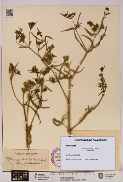 Flaveria bidentis [Espécimen: UDEC:CONC:0092288]