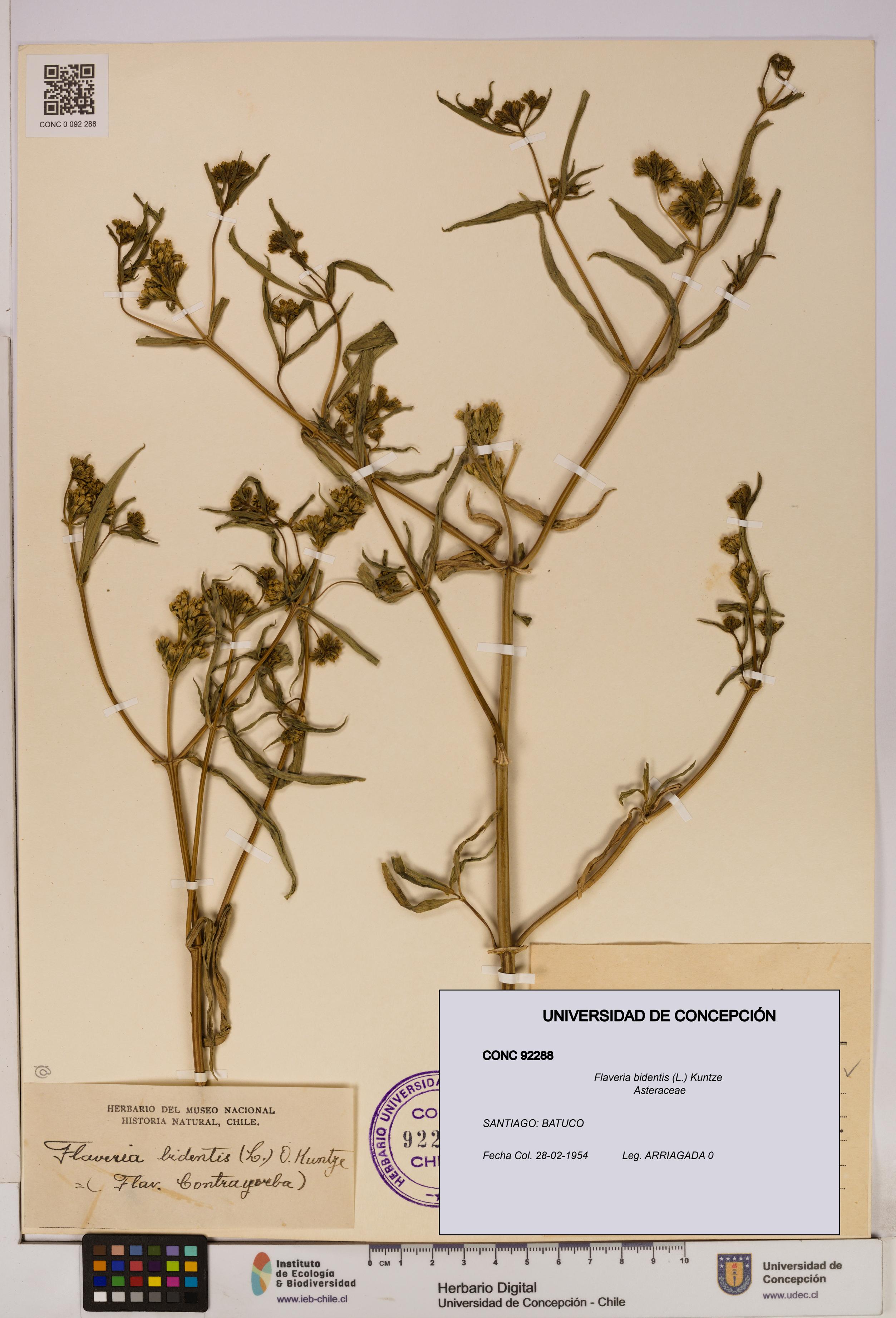 Flaveria bidentis [Espécimen: UDEC:CONC:0092288]