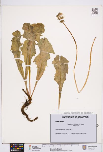 Taraxacum officinale [Espécimen: ]