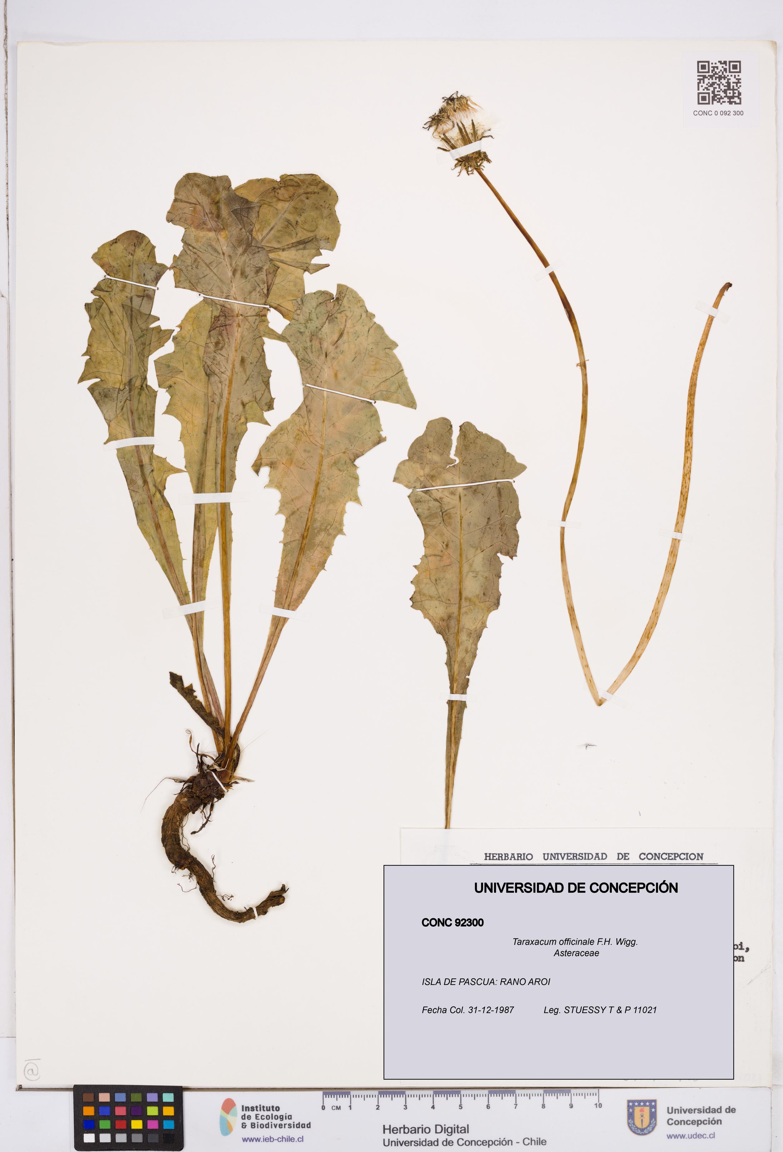 Taraxacum officinale [Espécimen: ]