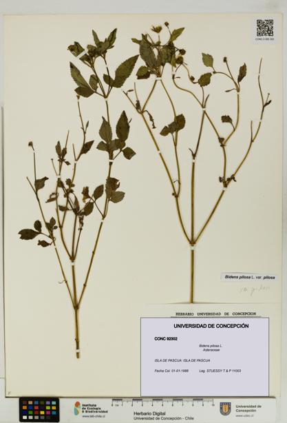 Bidens pilosa [Espécimen: UDEC:CONC:0092302]