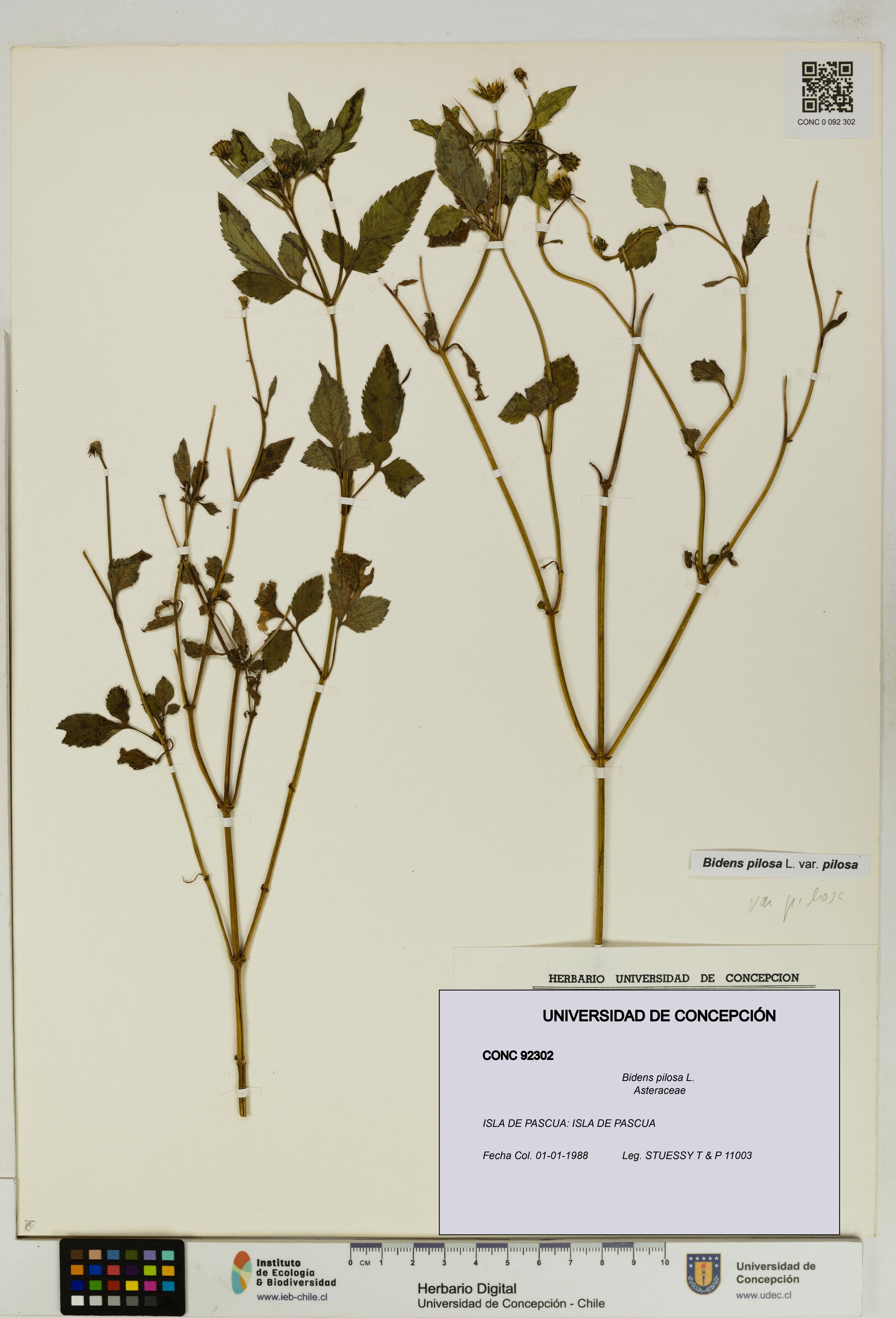 Bidens pilosa [Espécimen: UDEC:CONC:0092302]