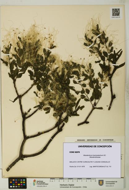 Misodendrum brachystachium [Espécimen: UDEC:CONC:0092378]