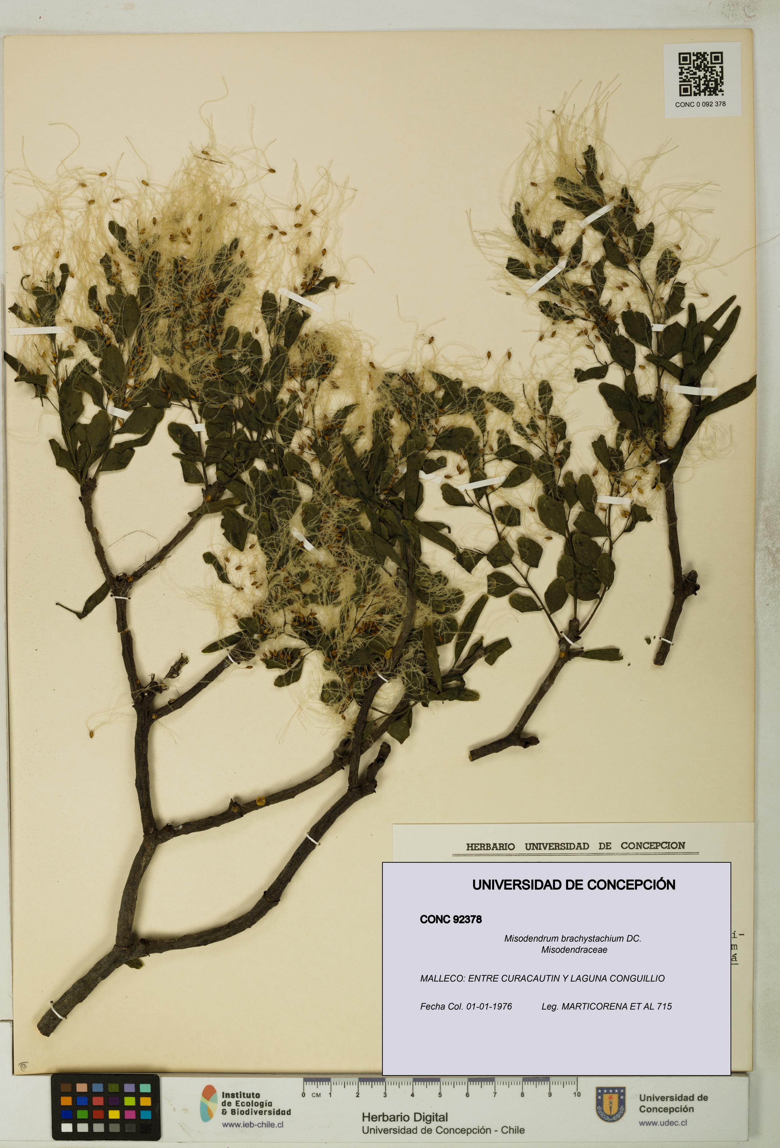 Misodendrum brachystachium [Espécimen: UDEC:CONC:0092378]