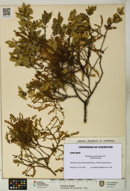 Misodendrum punctulatum [Espécimen: UDEC:CONC:0092379]