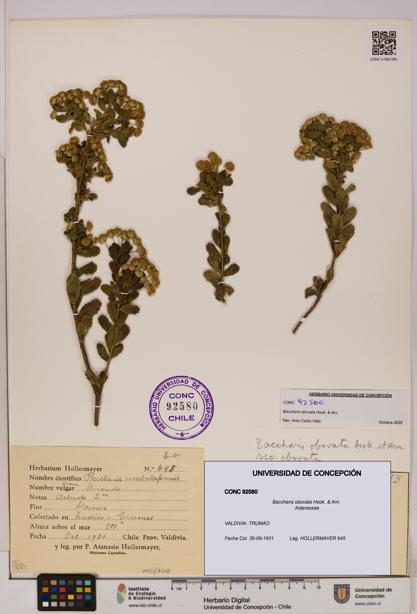 Baccharis obovata [Espécimen: UDEC:CONC:0092580]