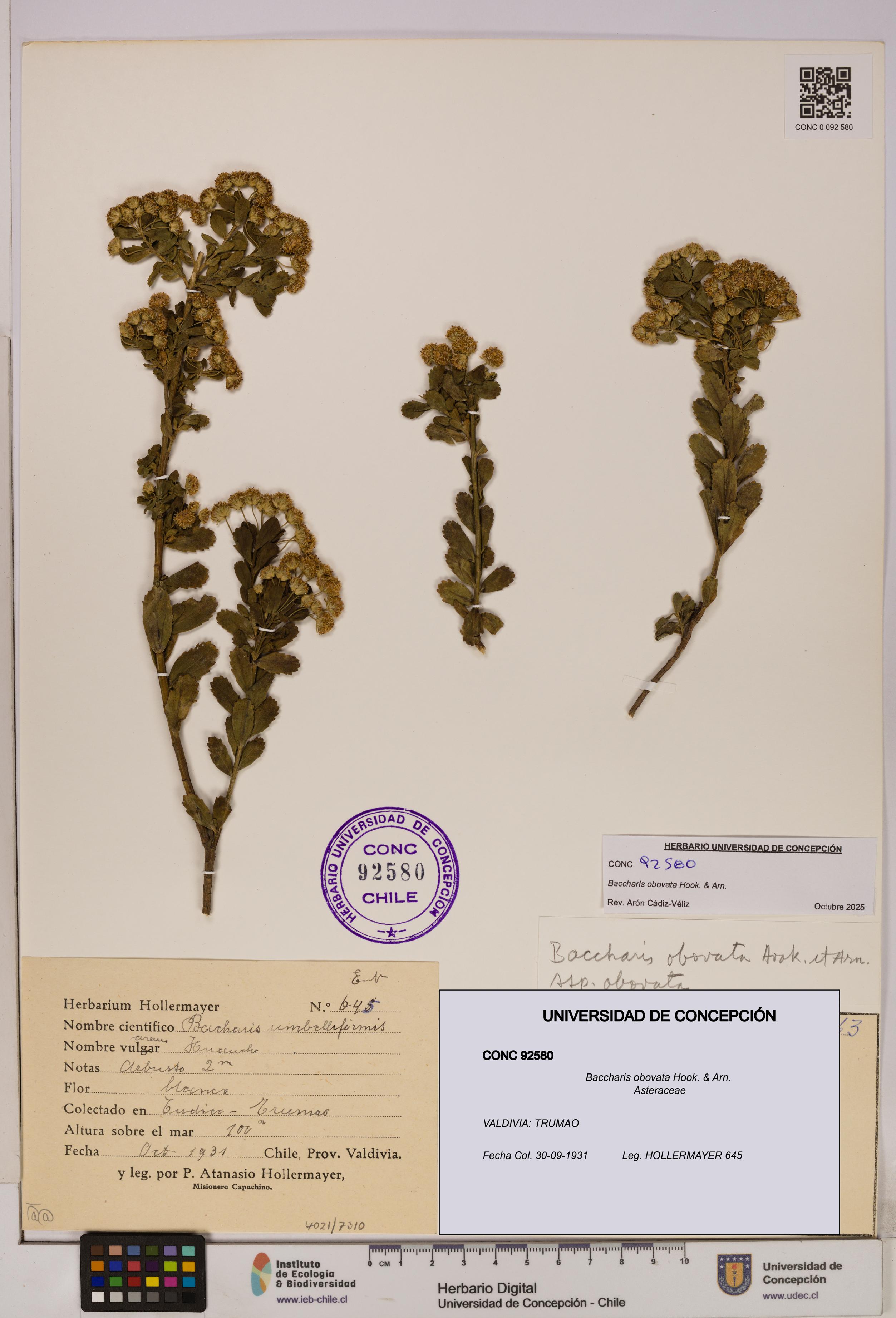 Baccharis obovata [Espécimen: UDEC:CONC:0092580]