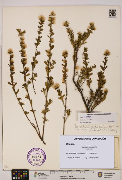 Baccharis patagonica [Espécimen: UDEC:CONC:0092581]