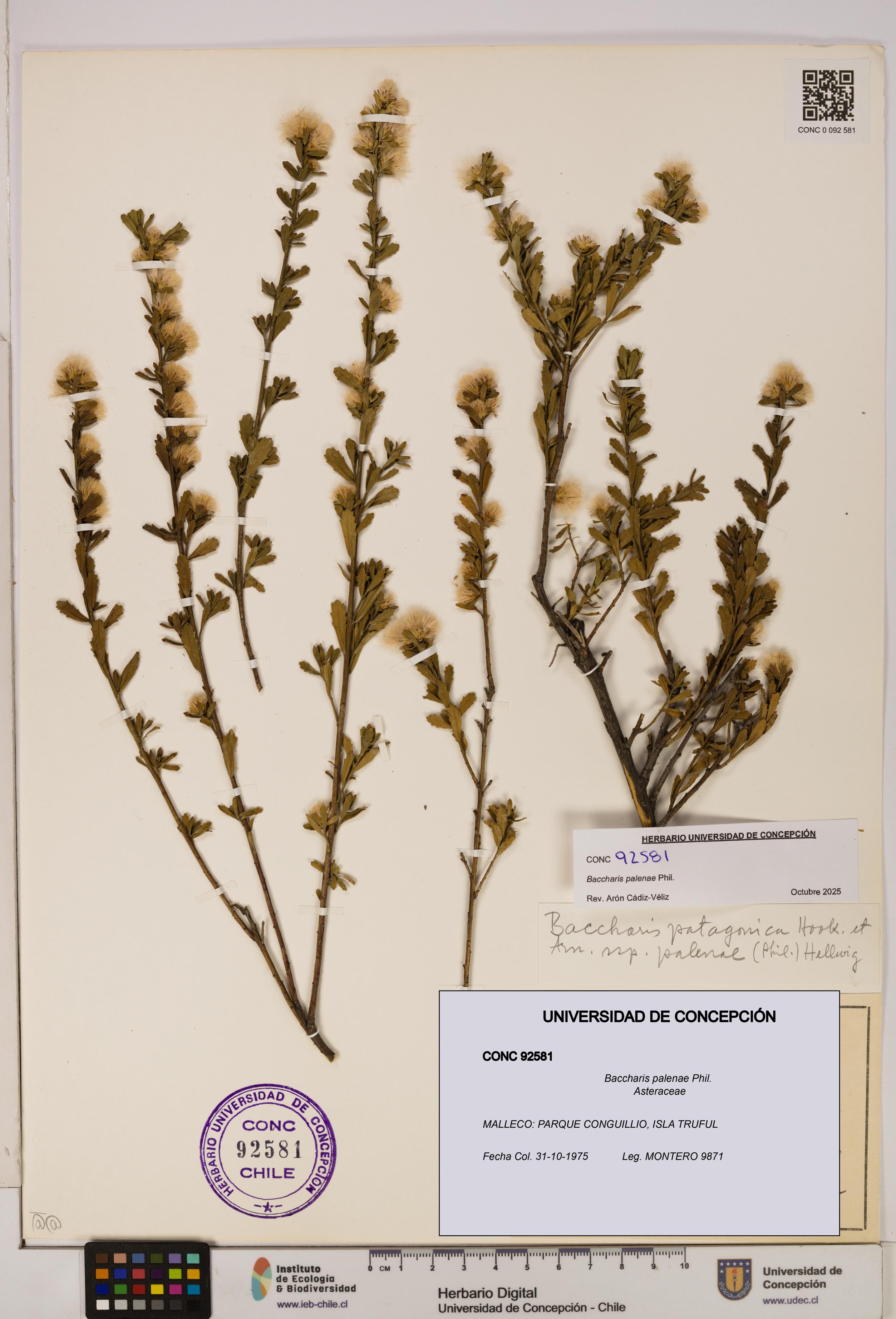 Baccharis patagonica [Espécimen: UDEC:CONC:0092581]