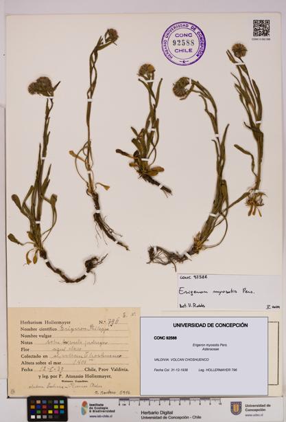 Erigeron myosotis [Espécimen: UDEC:CONC:0092588]