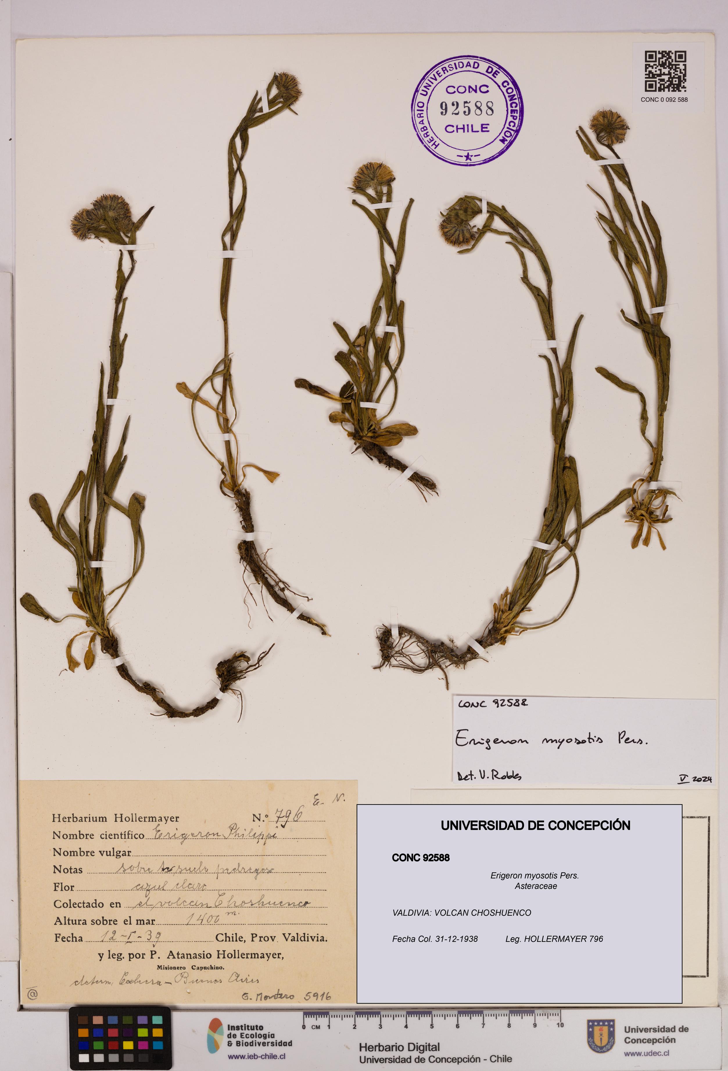 Erigeron myosotis [Espécimen: UDEC:CONC:0092588]