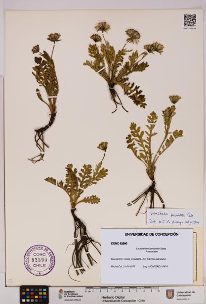 Leucheria eriocephala [Espécimen: UDEC:CONC:0092590]