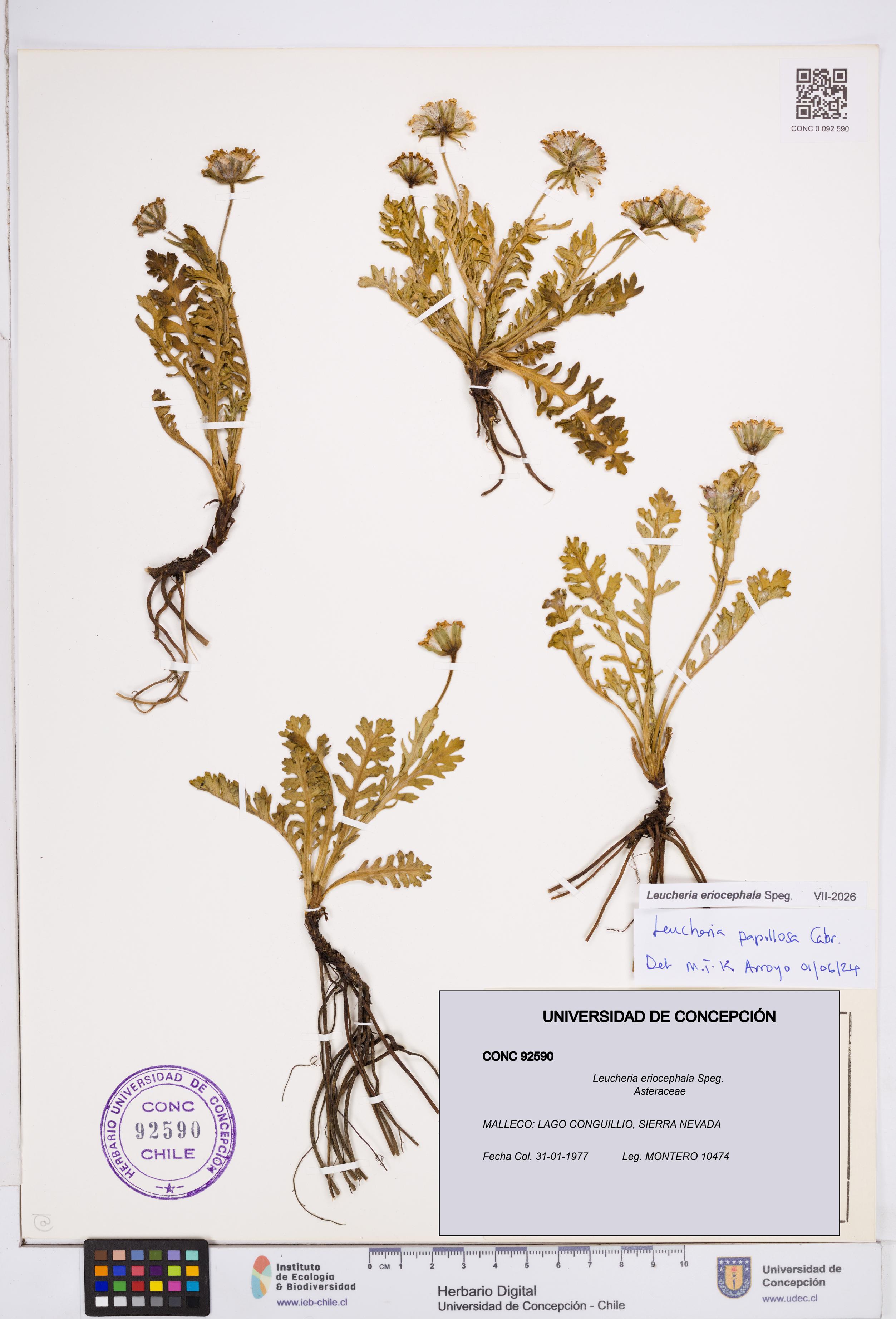 Leucheria eriocephala [Espécimen: ]