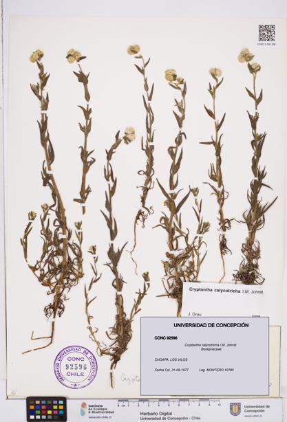 Cryptantha calycotricha [Espécimen: ]