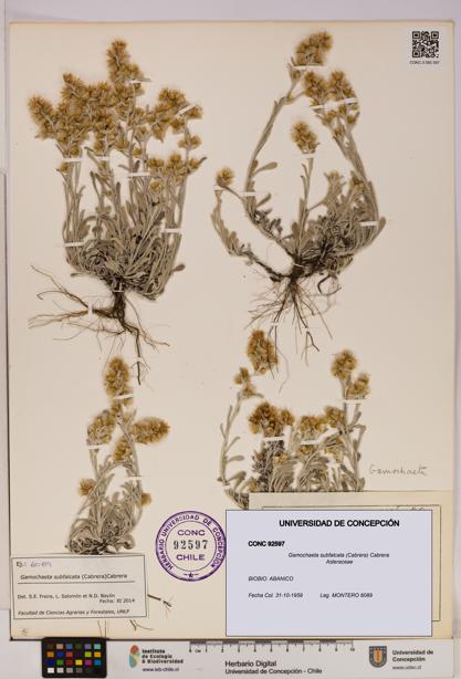 Gamochaeta subfalcata [Espécimen: UDEC:CONC:0092597]