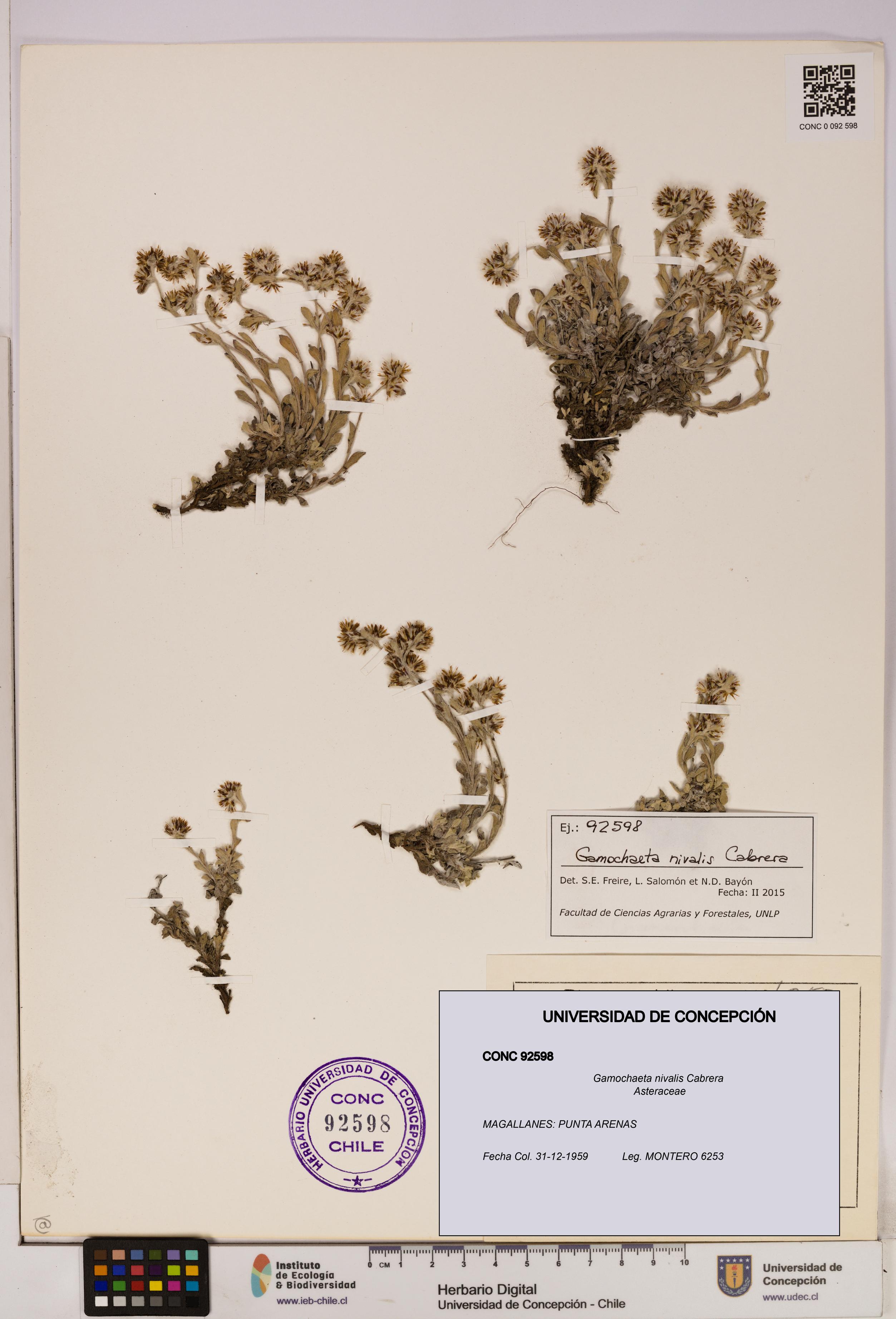 Gamochaeta nivalis [Espécimen: UDEC:CONC:0092598]