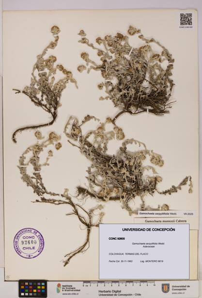 Gamochaeta serpyllifolia [Espécimen: UDEC:CONC:0092600]